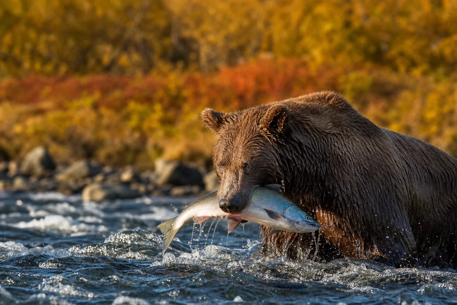 Alaska