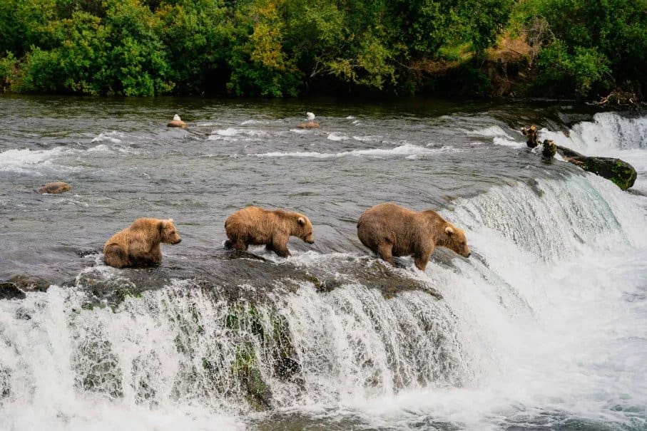 Wildlife of Southeast Alaska: Where to See Whales, Bears, and Eagles