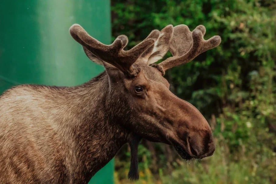 Wildlife in Chugach State Park: A Guide to Alaska’s Iconic Animals