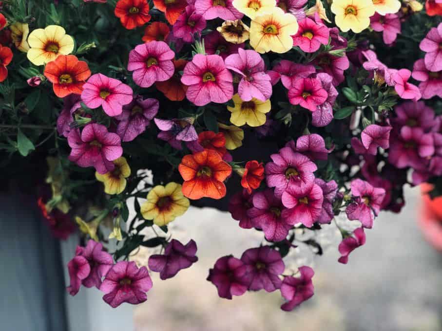 Discover Dixon, IL: Reagan Trail, History & Petunia Festival