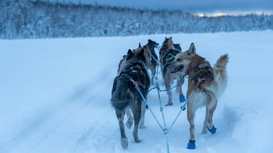 Extreme Seasons of Interior Alaska: What to Expect Year-Round