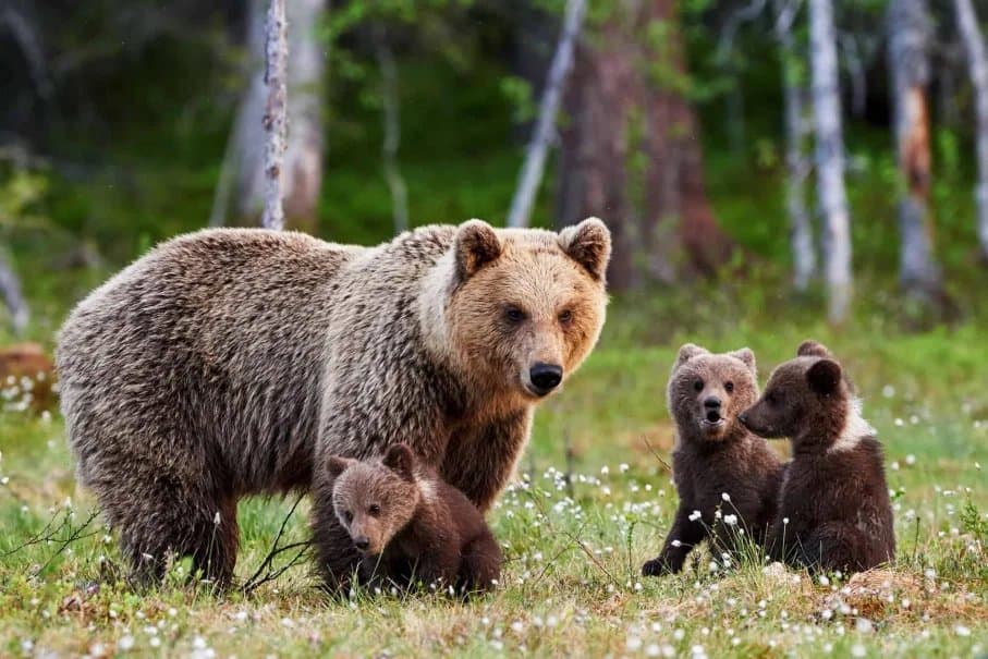 The Wildlife of Southcentral Alaska: Where to See Bears, Moose, and More