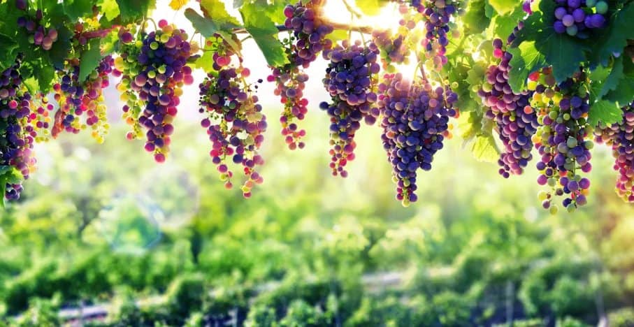 Best Wineries and Breweries to Visit in Illinois: A Guide to Local Flavors