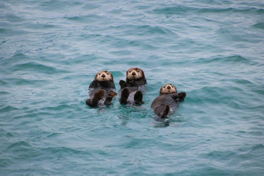 Wildlife in Kenai Fjords National Park: A Guide to Alaska’s Marine and Land Animals
