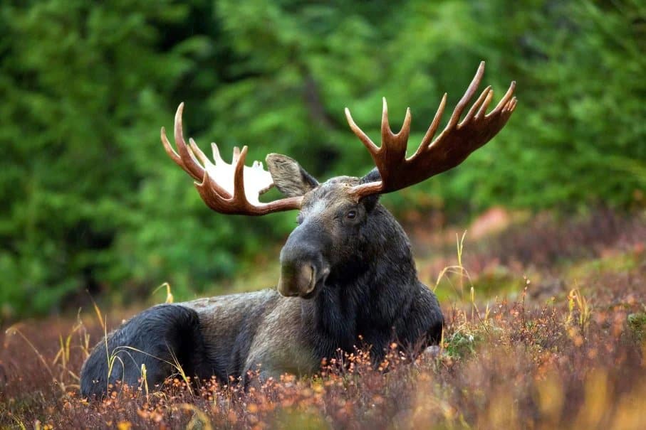 Wildlife of Interior Alaska: Where to See Moose, Wolves, and More