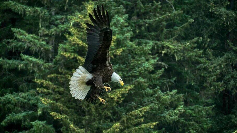 Wildlife in Sitka, Alaska: Best Places to See Bears, Whales, and More