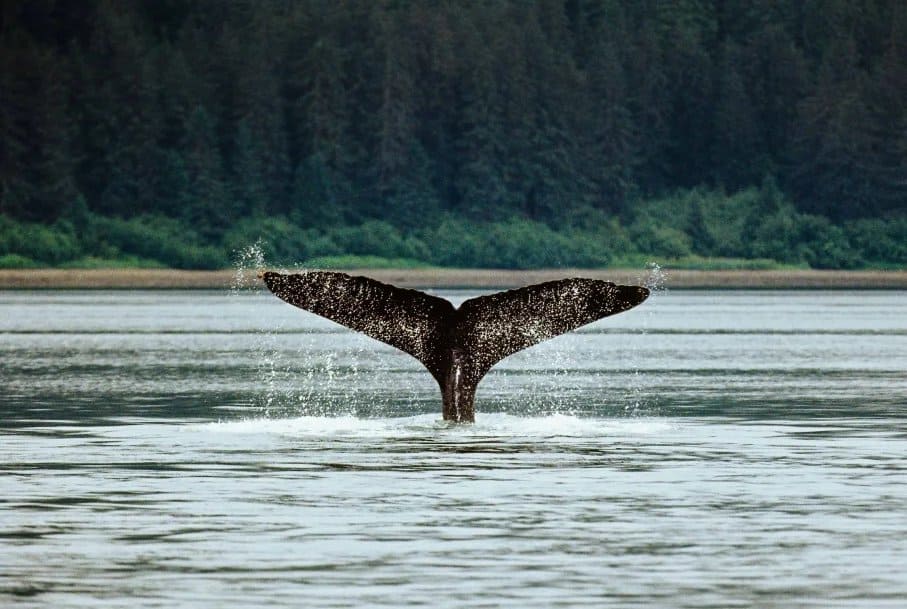 Wildlife of Glacier Bay National Park: A Guide to Marine and Land Animals