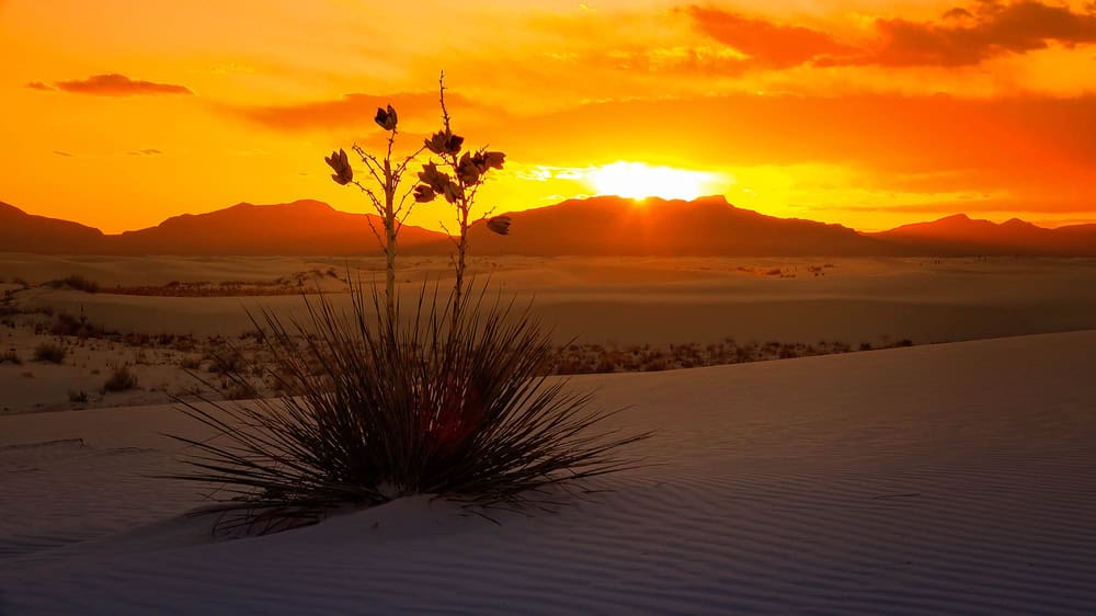A sun-baked desert landscape with a yucca plant in the foreground captures the dry temp, as sand dunes, mountains, and an orange sunset sky stretch across the background.